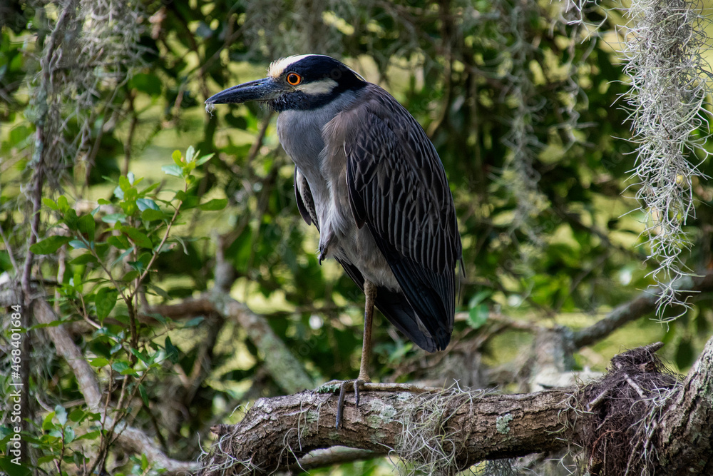 Naklejka premium Black Crowned Night Heron: New Orleans, Louisiana