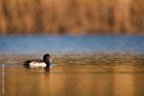 A male tufted duck swims by the lake