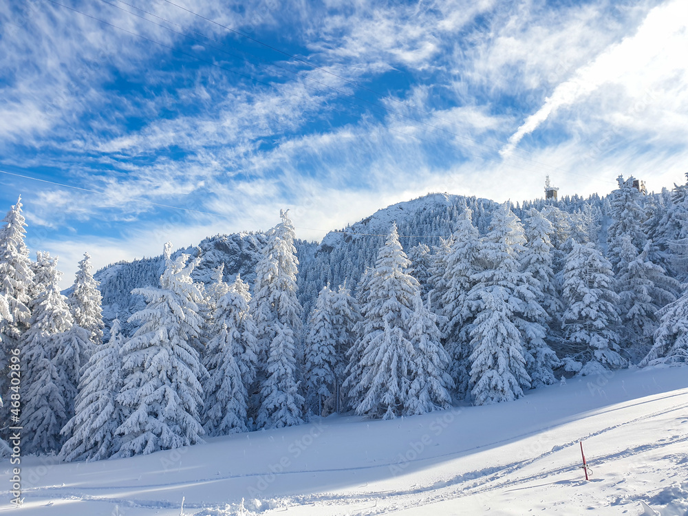Obraz premium snow covered trees, Postavaru Mountains, Romania
