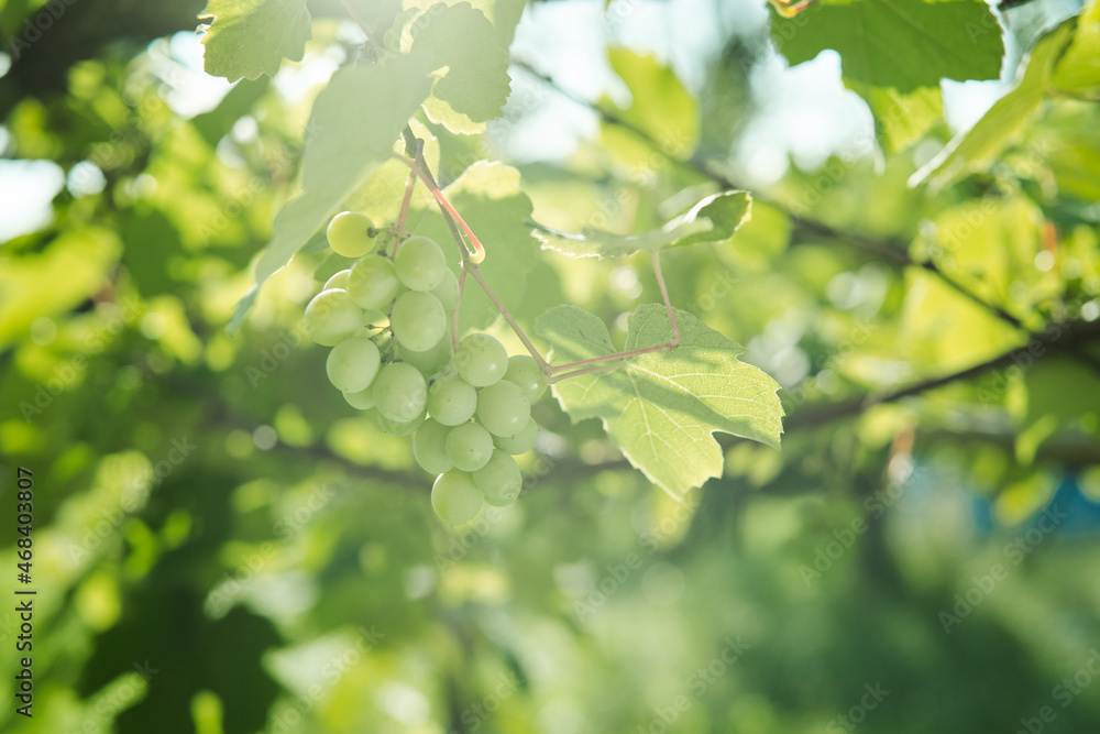 green grapes leaves nature summer organic natural product