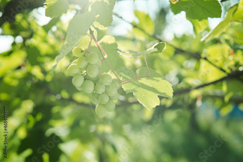 green grapes leaves nature summer organic natural product