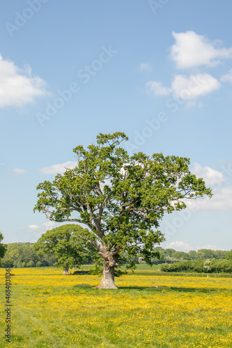 Old oak tree in the summertime countryside