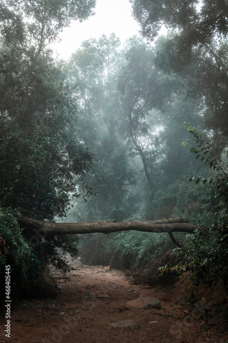 Morning fog in the forest