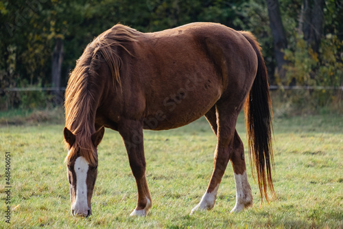 Beautiful horse in the meadow