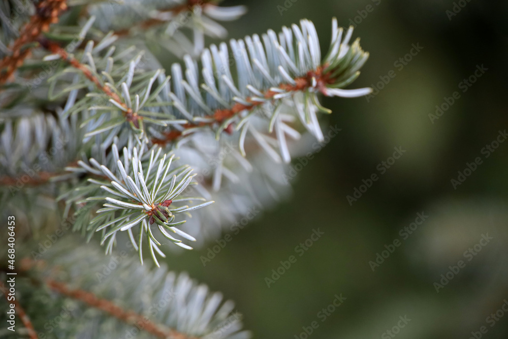Spruce branches with needles close up, natural New Year tree for Christmas background Spruce branches with needles close up, natural New Year tree for Christmas background