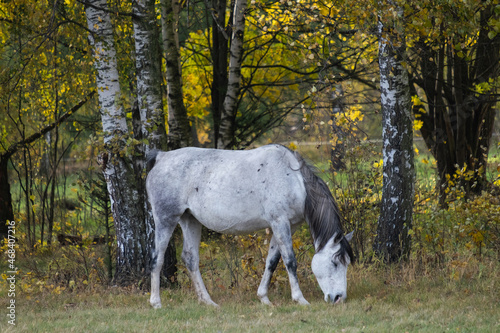 Beautiful horse in the meadow