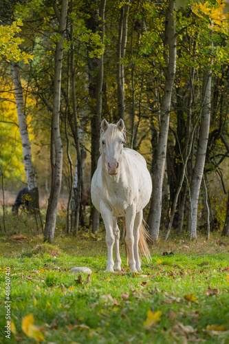 Beautiful horse in the meadow