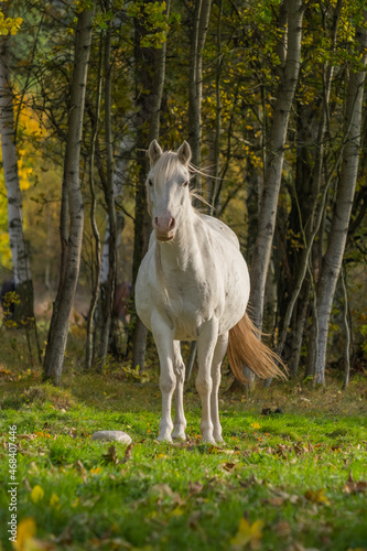 Beautiful horse in the meadow