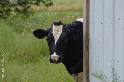 Photography Peekaboo Cow