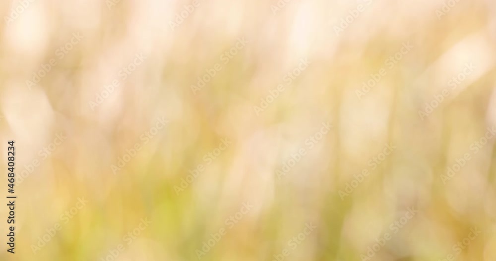 fall natural bokeh background or backdrop, autumn season graphic object fall natural bokeh background or backdrop, autumn season graphic object