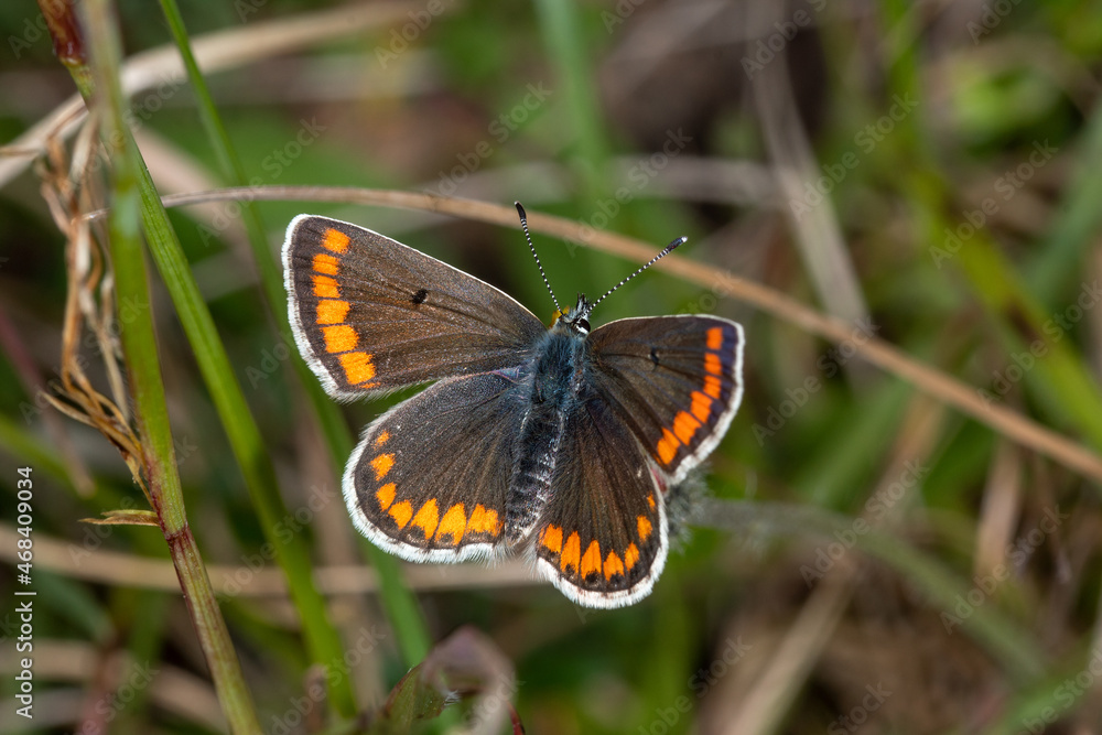 Aricia agestis - Kleiner Sonnenröschen-Bläuling, Bad Münstereifel, 28.05.2021 Aricia agestis - Kleiner Sonnenröschen-Bläuling, Bad Münstereifel, 28.05.2021