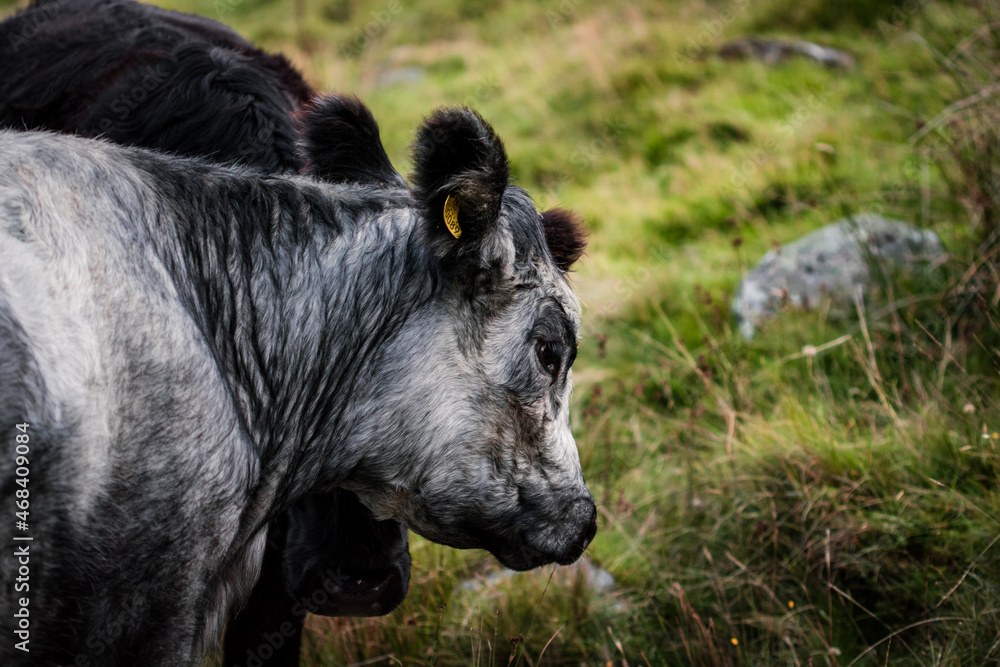 A macro photograph of a white cow grazing in a field bounding Crummock Water in the Lake District, Cumbria. A macro photograph of a white cow grazing in a field bounding Crummock Water in the Lake District, Cumbria.