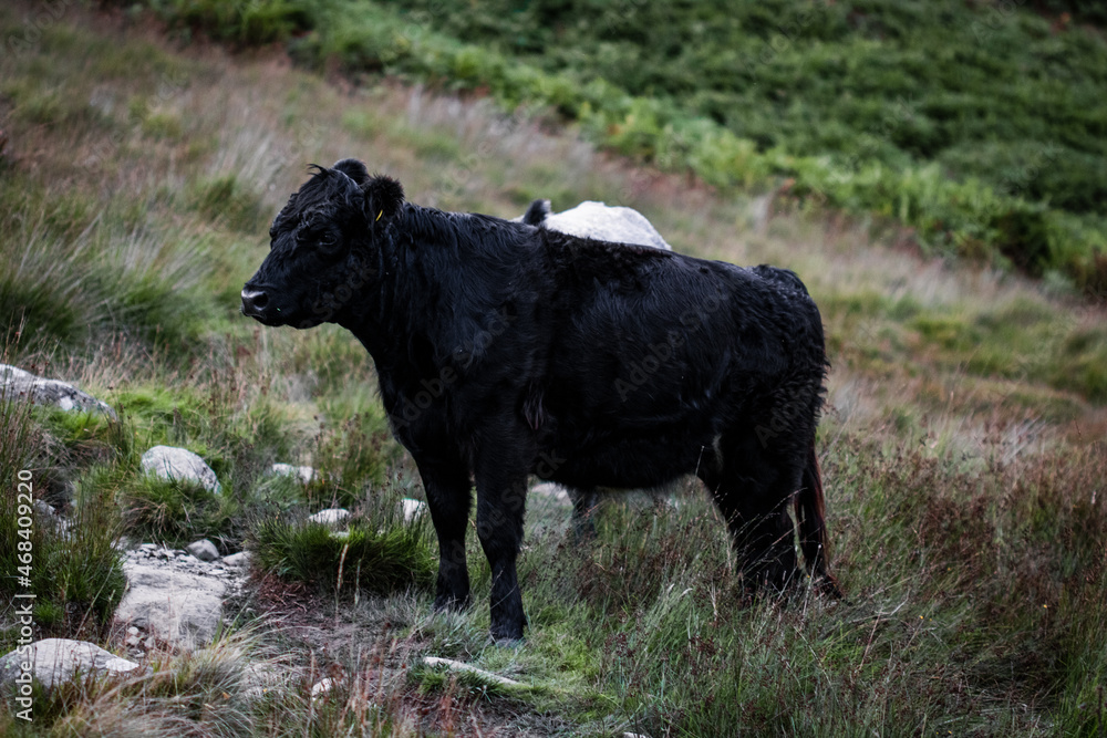 A macro photograph of a black cow standing on the rocky hills that bound Crummock Water in the Lake District, Cumbria. A macro photograph of a black cow standing on the rocky hills that bound Crummock Water in the Lake District, Cumbria.