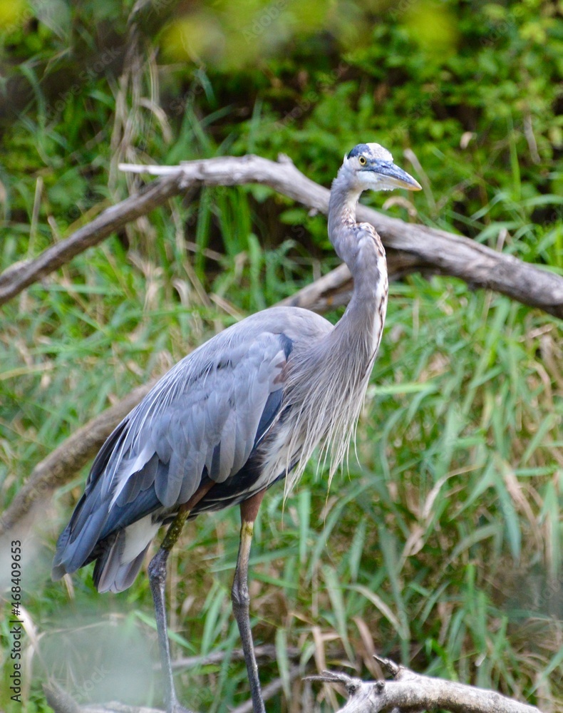 Fototapeta premium Great Blue Heron