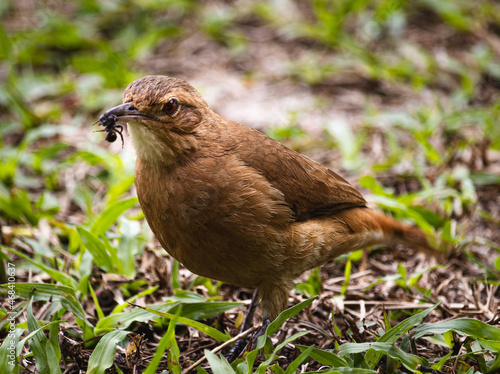 bird eating an insect