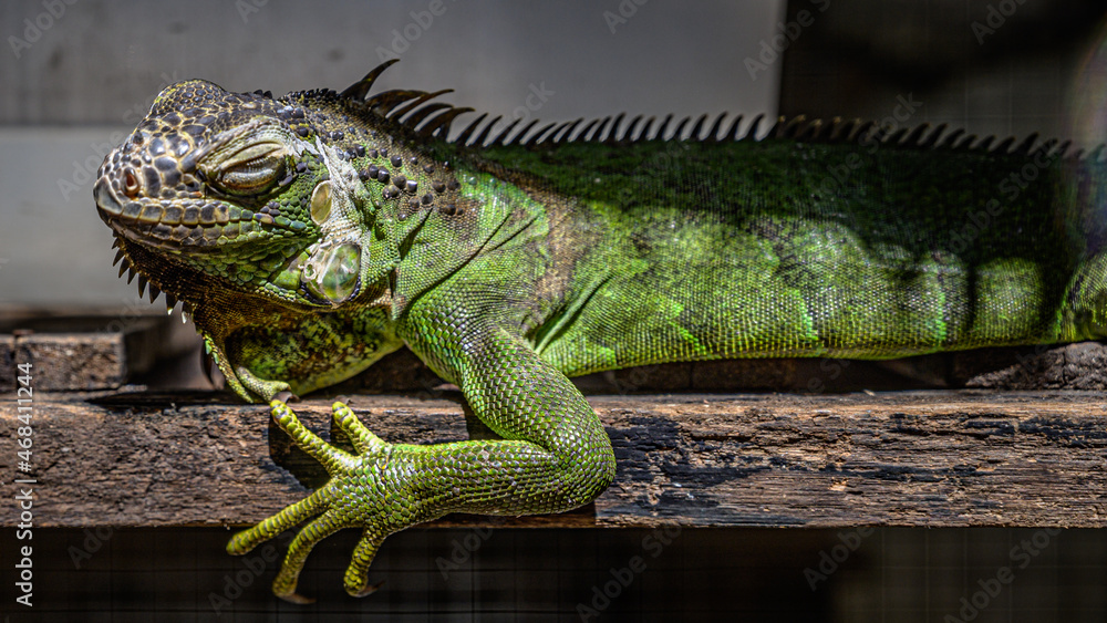 Obraz premium Green Iguana Reptile Wildlife Animal