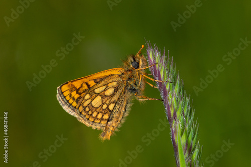 Gelbwürfeliger Dickkopffalter - Carterocephalus palaemon, Bad Münstereifel, 29.05.2021
