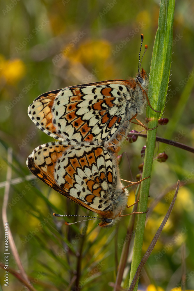 Obraz premium Wegerich-Scheckenfalter - Melitaea cinxia, Bad Münstereifel, 29.05.2021
