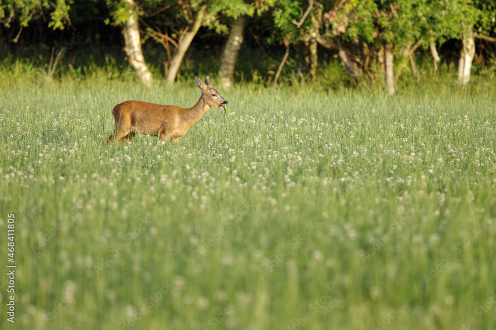 European roe deer are in the meadow in the early morning, Capreolus capreolus. Deer close their eyes, standing and eating grass in the summertime between white wildflowers. Wildlife is from nature