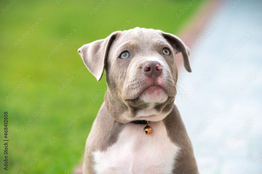 American bully puppy dog, Pet funny and Cute