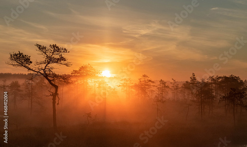 misty morning  