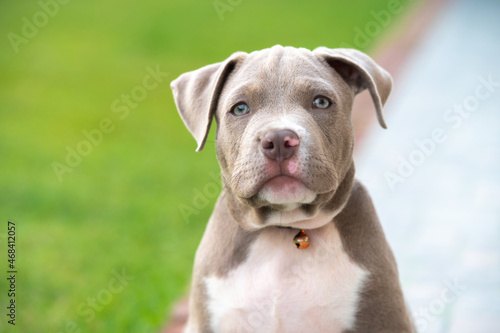 American bully puppy dog  Pet funny and Cute
