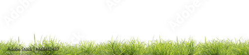 Grassy panorama on a white background