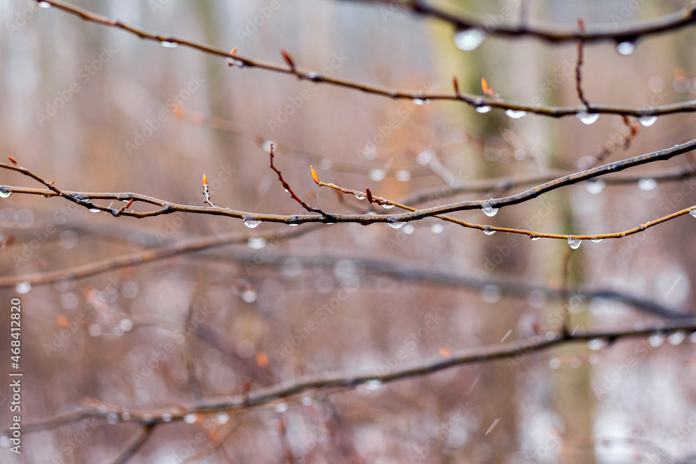 Raindrops on a bare branch in the spring during the melting snow Raindrops on a bare branch in the spring during the melting snow