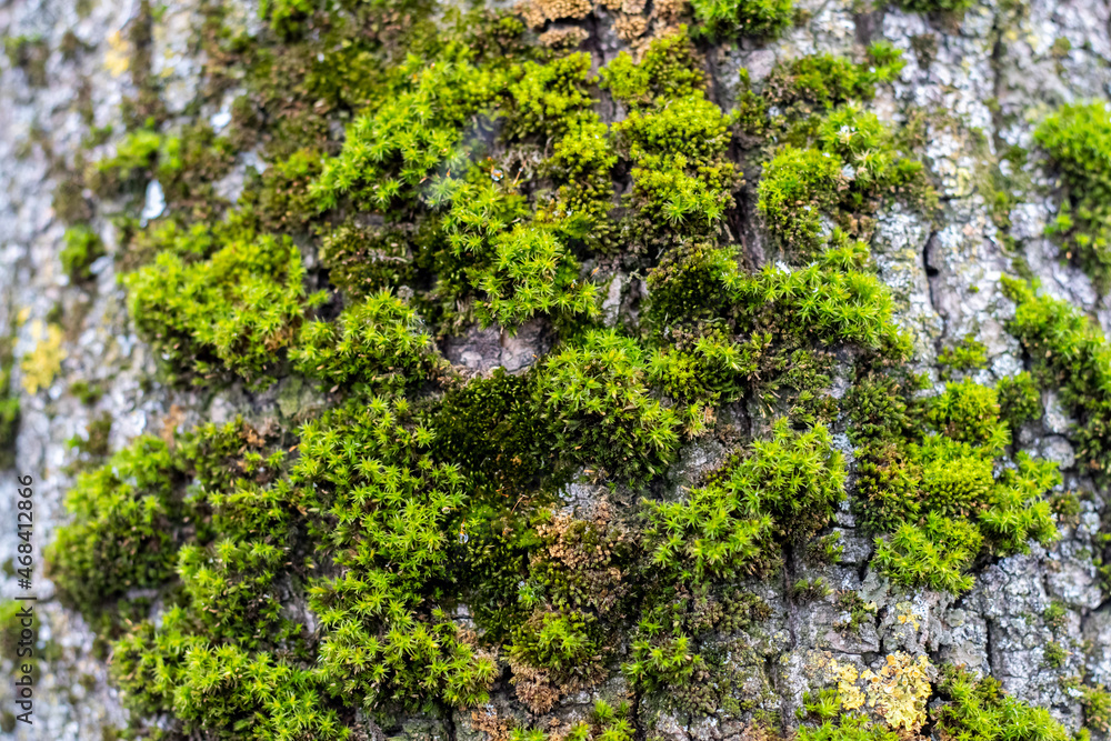 Green thick moss on a tree in the forest Green thick moss on a tree in the forest