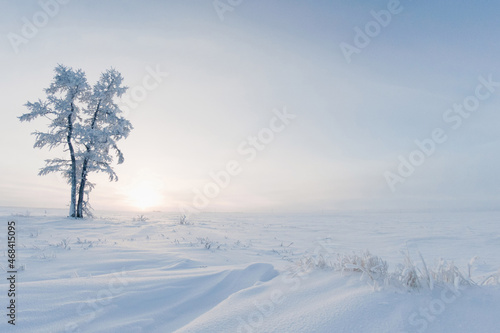 beautiful white winter   © DANIL
