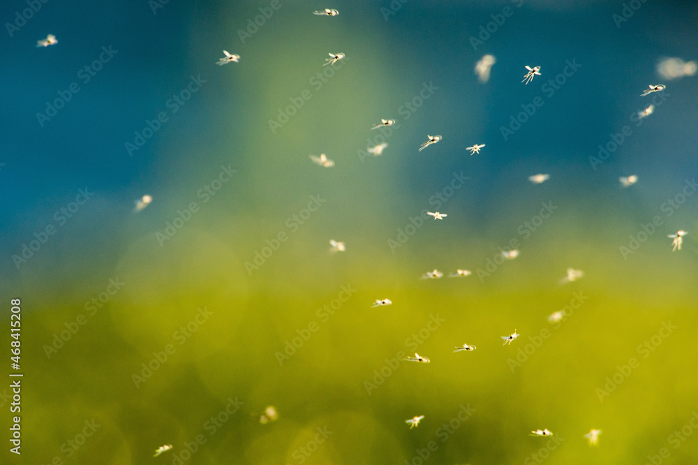 custom made wallpaper toronto digitala lot of mosquitoes in flight