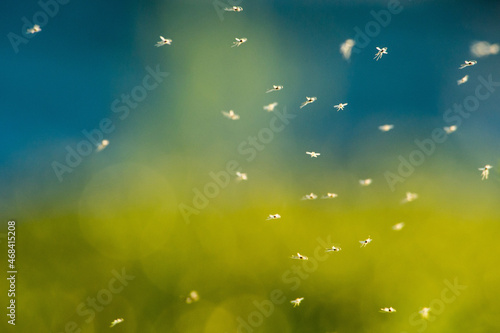 Wallpaper Mural a lot of mosquitoes in flight Torontodigital.ca