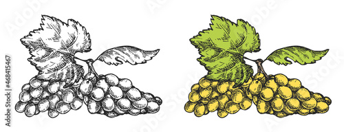 Vector hand draw grape bunch isolated on white background. Botanical illustration in sketch style. Vintage design element for branding organic healthy fresh food or market cover, banner, menu.