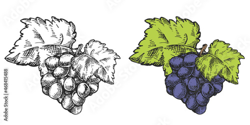 Vector hand draw grape bunch isolated on white background. Botanical illustration in sketch style. Vintage design element for branding organic healthy fresh food or market cover, banner, menu.