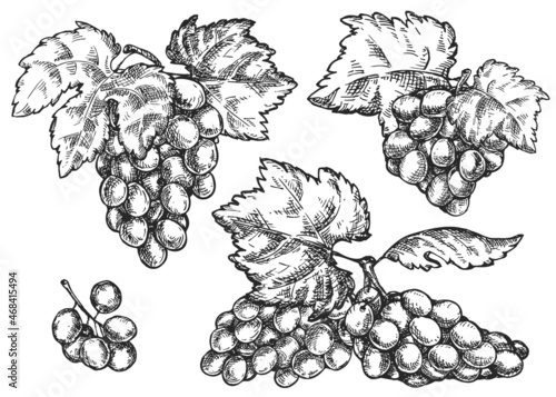 Set of vector hand draw grape bunch isolated on white background. Botanical illustration in sketch style. Vintage design element for branding organic healthy fresh food or market cover, banner, menu.
