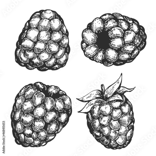 Set of vector hand draw raspberries isolated on white background. Botanical illustration in sketch style. Design elements for branding organic healthy fresh food or market cover, banner, menu.