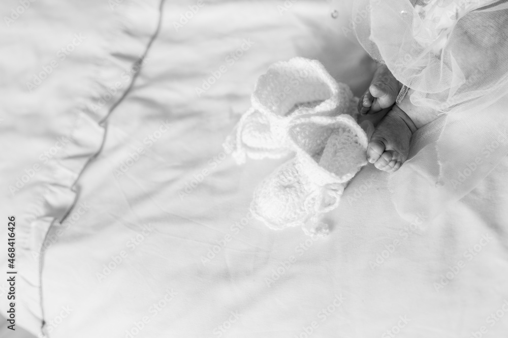 white rose on black background