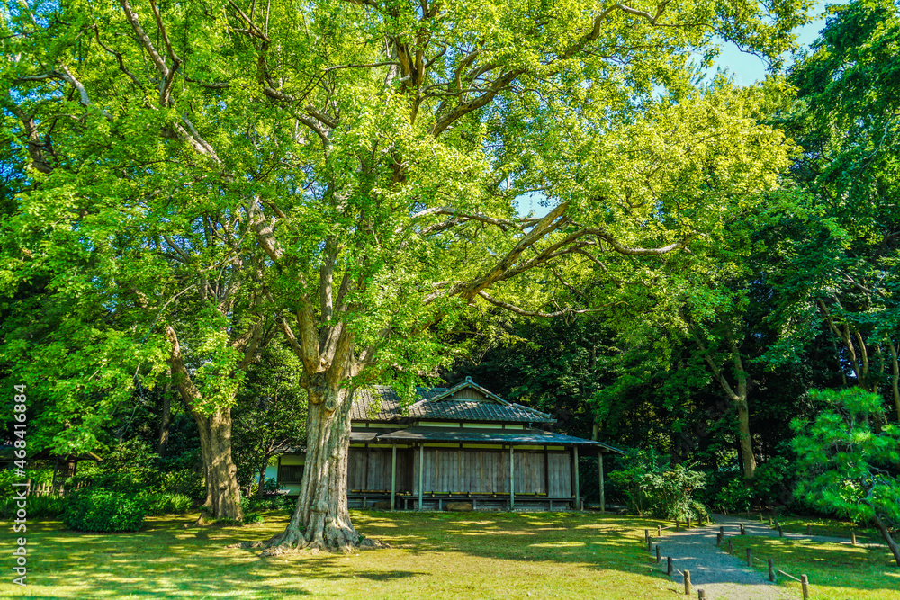Obraz premium 六義園の新緑
