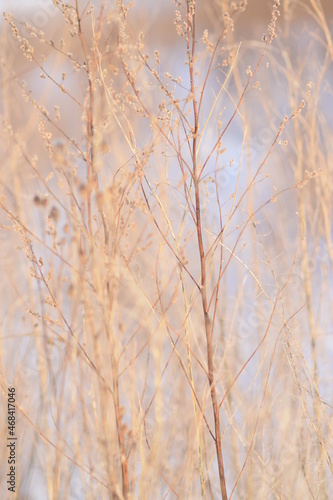 background for photo, soft focus, plants without focus, pastel color. Tree branch close up without leaves.