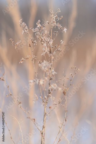 background for photo, soft focus, plants without focus, pastel color. Tree branch close up without leaves. © YuYuPHOTO