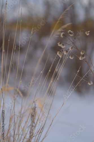 background for photo  soft focus  plants without focus  pastel color. Tree branch close up without leaves.