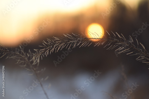 A closeup of the plants' silhouettes against the background of sunset. background for photo, soft focus, plants without focus, blue-pink color of the sunset sky
