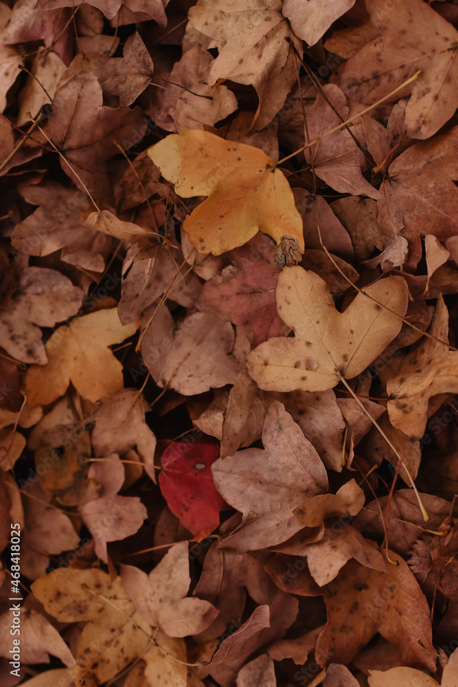 autumn leaves on the ground