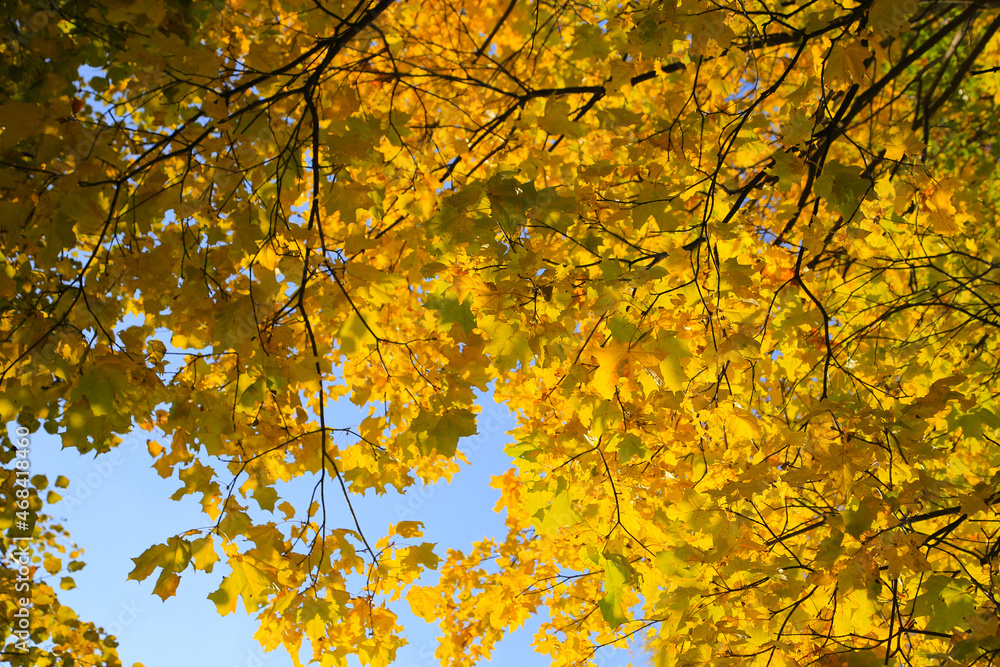 Bright autumn maple foliage lit by the sun