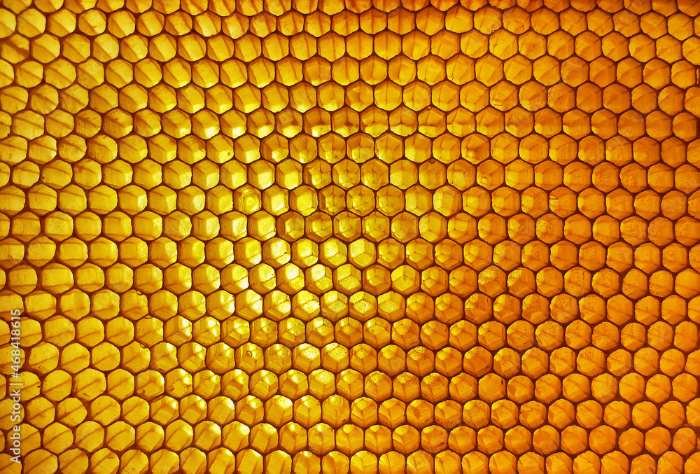 Honeycomb with the honey. Honeycomb backgroung. Honeycomb close up Honeycomb with the honey. Honeycomb backgroung. Honeycomb close up