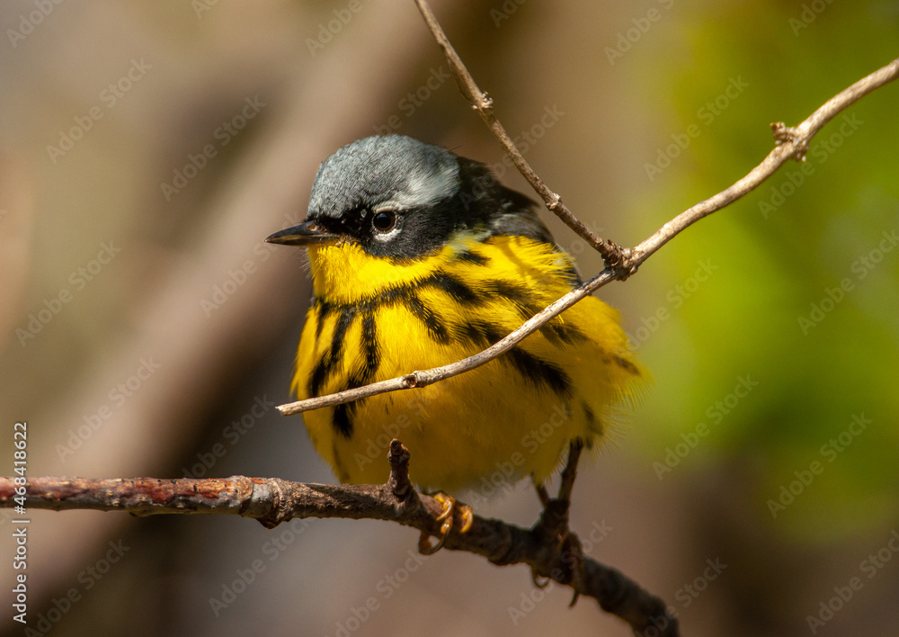 Fototapeta premium Magnolia Warbler