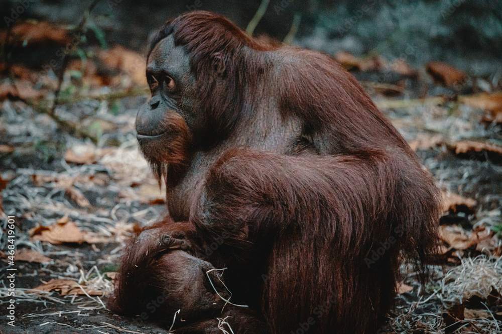 Fototapeta premium Portrait eines jungen männlichen Borneo-Orang-Utan (Pongo pygmaeus) in einem Zoo, Münster, Deutschland
