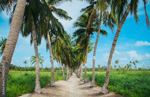palm trees road Thoddoo Maldives photo