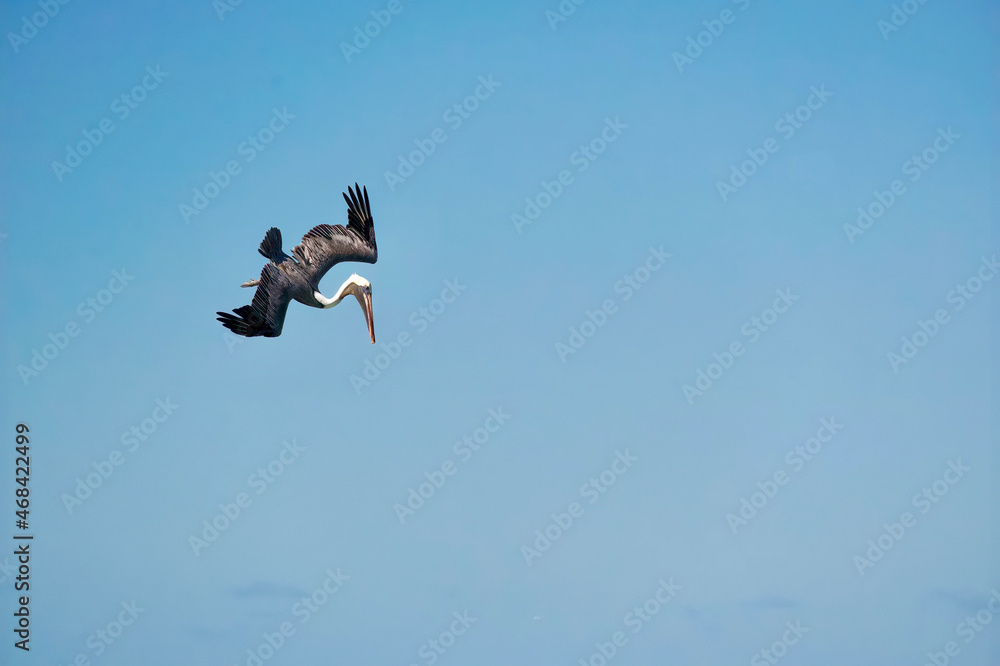 Pelican Diving in Flight