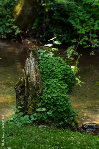 Waldsauerklee, Oxalis acetosella, Rupertsklamm,Pommern, Mosel, 28.06.2021 photo